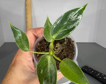 Philodendron Spiritus Sancti - Exact Plant (P0405)