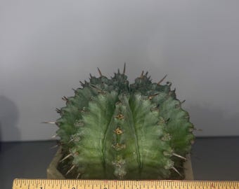 Euphorbia horrida var. major ‘Nova’ - Exact Plant