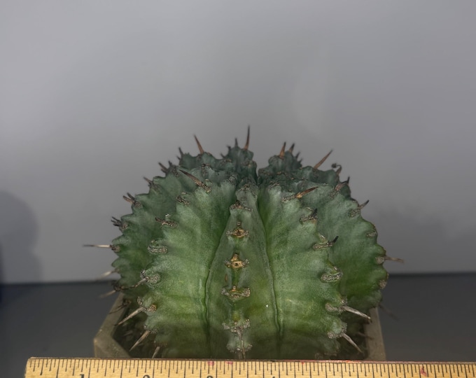 Euphorbia horrida var. major ‘Nova’ - Exact Plant