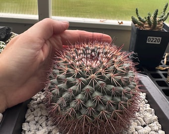 Mammillaria tesopacensis – Specimen - Exact Plant in 10 inch pot