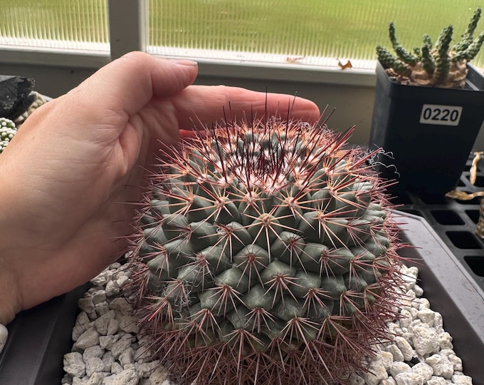 Mammillaria tesopacensis – Specimen - Exact Plant in 10 inch pot