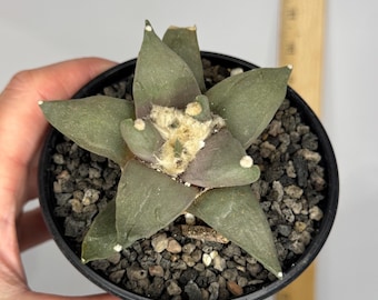 Ario Retuses Exact Plant (D0342)