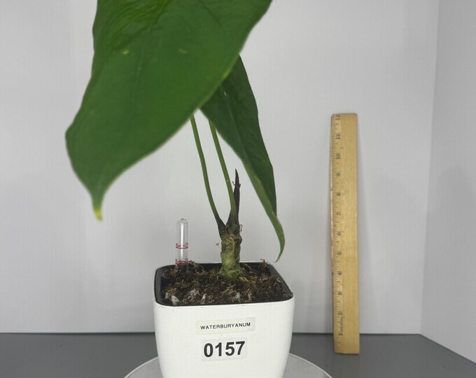 Anthurium Waterburyanum - Exact Plant (D0157)
