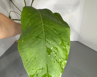 Anthurium Big Red Bird Bird's Nest  - Exact Plant (D0412)