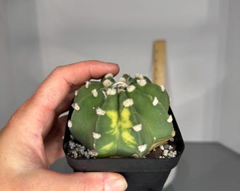 Variegated Domino Cactus (Echinopsis subdenudata) - Exact Plant (0340)