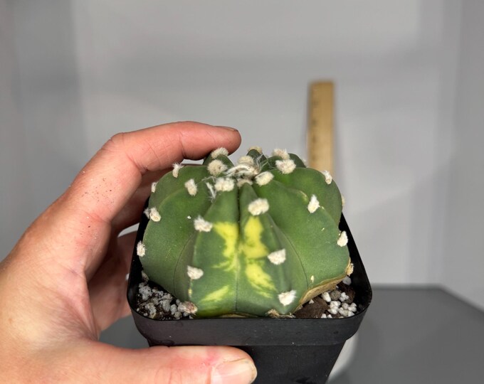 Variegated Domino Cactus (Echinopsis subdenudata) - Exact Plant (0340)
