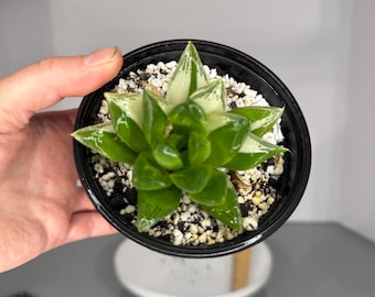 Haworthia Variegata - Exact Plant (0341)