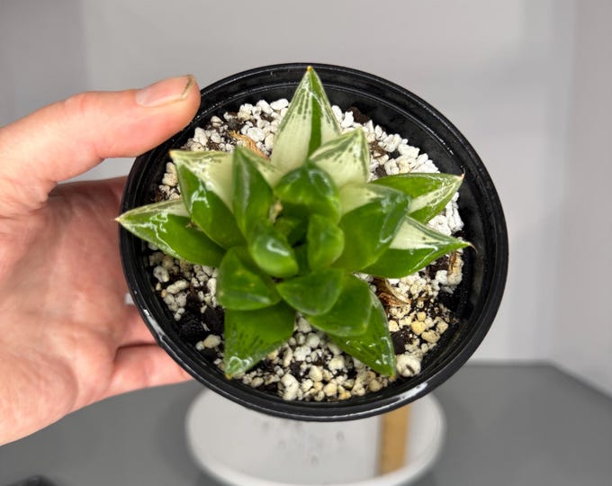 Haworthia Variegata - Exact Plant (0341)