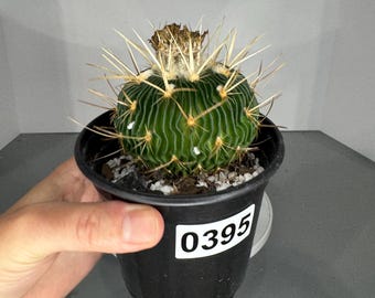 Stenocactus crispatus I Brain Cactus - Exact Plant/s (0395, 0378)