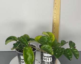 Hoya Krinkle - Exact Plant/s (D0011, D0012)