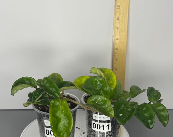 Hoya Krinkle - Exact Plant/s (D0011, D0012)