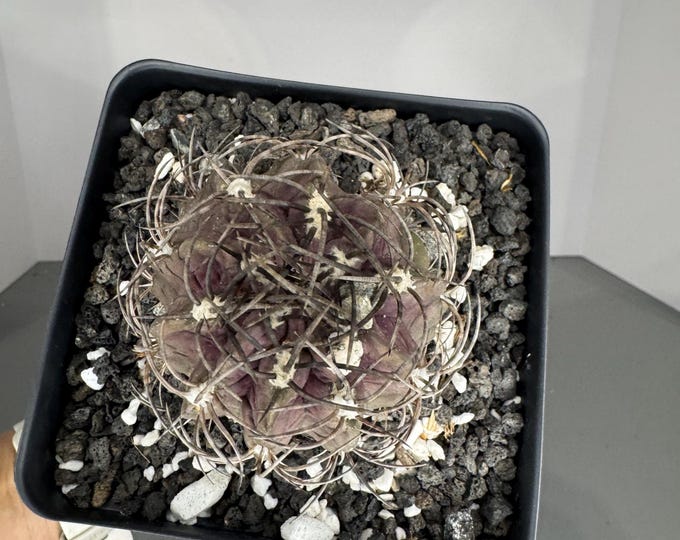 Cactus Eriosyce curvispina- Exact Plant (0396)