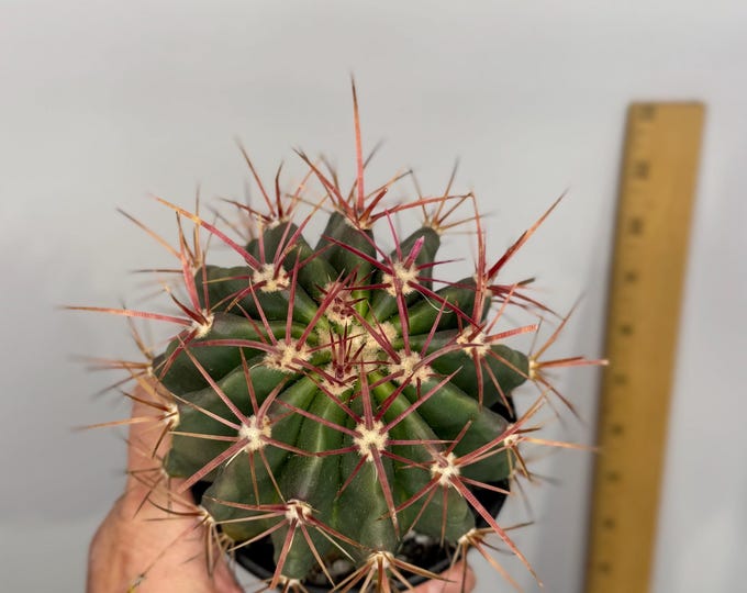 Ferocactus stainesii 'Mexican Fire Barrel' - Exact Plant (D0288)