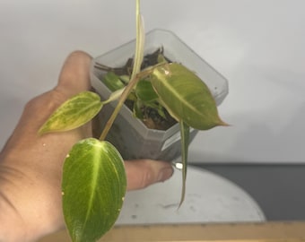 Philodendron Spiritus Sancti - Exact Plant (P0665)
