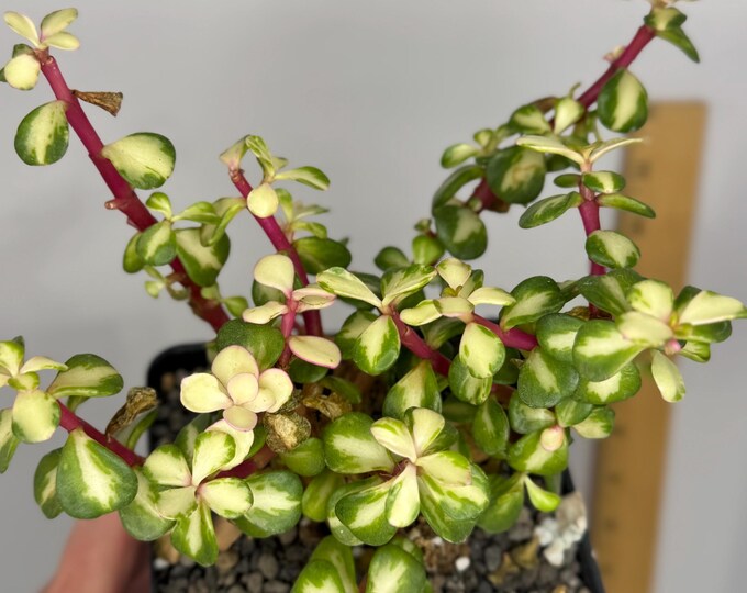 Portulacaria afra ‘Medio-picta’ - Exact Plant in 5 inch pot (D0290)