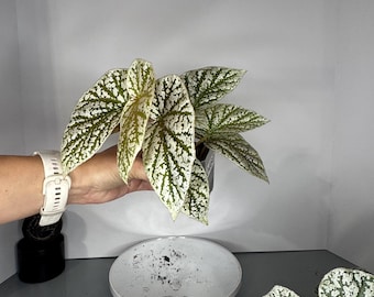 Ultra Rare Pink Variegated Snow-Capped Begonia - Exact Plant 0460