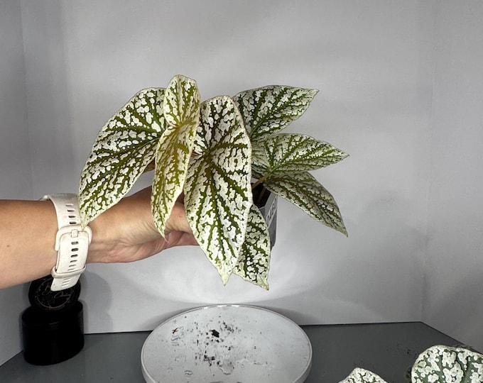 Ultra Rare Pink Variegated Snow-Capped Begonia - Exact Plant 0460