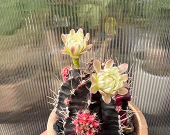 Gymnocalycium variegata - Exact Plant (0390)