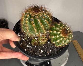 Parodia sp. specimen- Exact Plants (2 in pot)