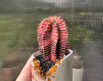 Gymnocalycium variegata - Exact Plant