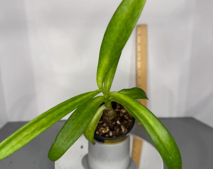 Drimiopsis kirkii 'Giant Squill'- Exact Plant/s (G0309)