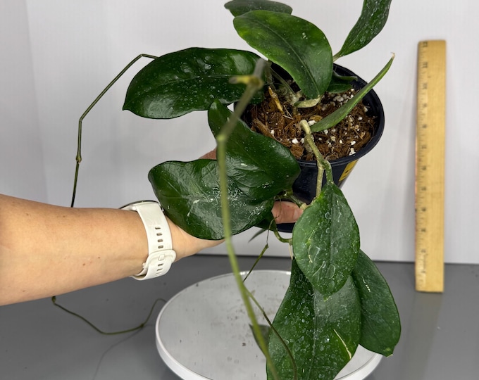 Hoya Doi Tung - Exact Plant (D0229)