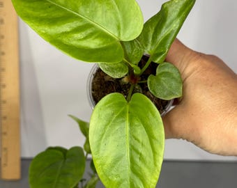 Anthurium Variegated Hookeri - Exact Plant (G0403, G0404)