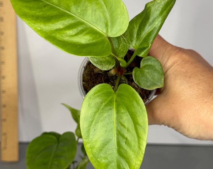 Anthurium Variegated Hookeri - Exact Plant (G0403, G0404)