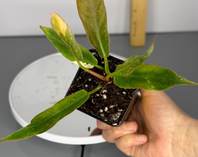 Philodendron Ring of Fire - Exact Plant (D0253)