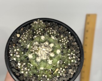 Copiapoa humilis - Exact Plant in 4.5 inch pot (D0293)