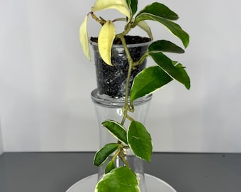 Hoya Carnosa Tricolor - Exact Plant (D0038)