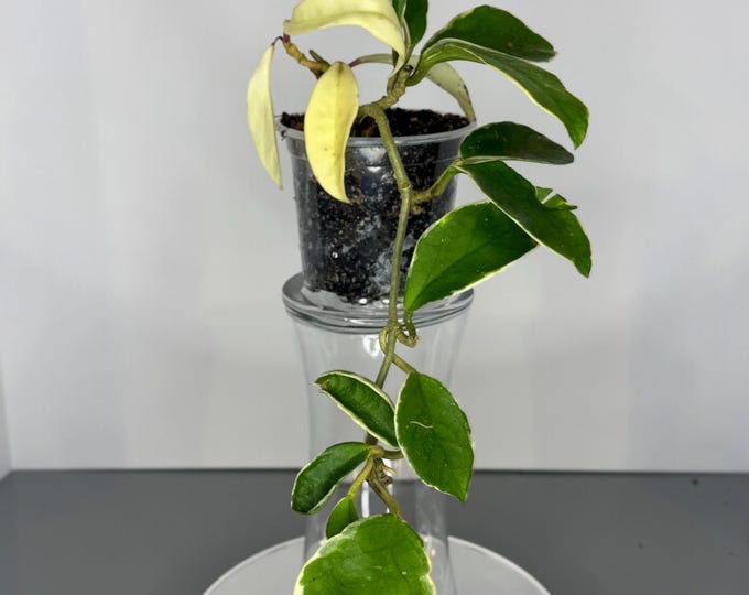 Hoya Carnosa Tricolor - Exact Plant (D0038)