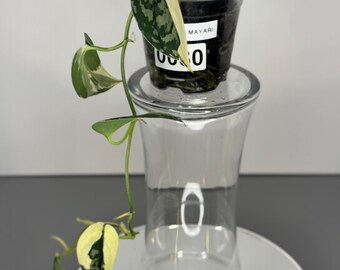 Scindapsus Mayari - Exact Plant (D0030)