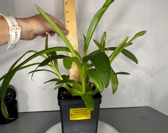 Drimiopsis kirkii 'Giant Squill'- Exact Mother Plant (0660)