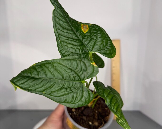 Anthurium lapoanum - Exact Plant (0322)