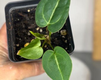 Anthurium Doc Block F2 x Crystal Queen - Exact Plant (0364)