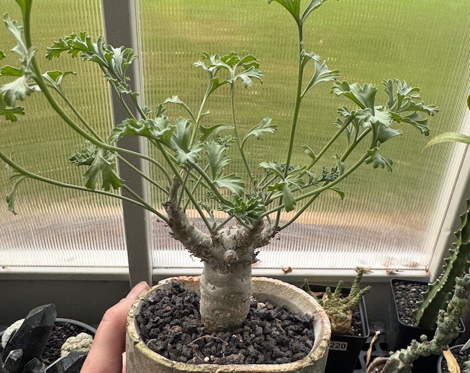 Pelargonium Carnosum - Exact Plant (WYSIWYG)