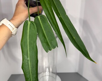 Anthurium Pallidiflorum - Exact Plant (D0295)