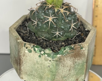 Coryphantha elephantidens – Specimen Size Cactus in Custom Concrete Pot | Rare Collectible | Exact Plant