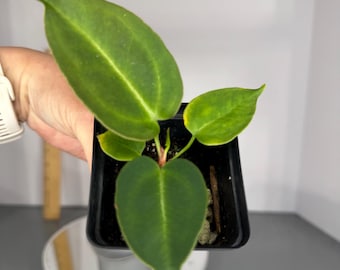 Anthurium Tim Anderson Crystal Black × Rotundatum - Exact Plant (0326)