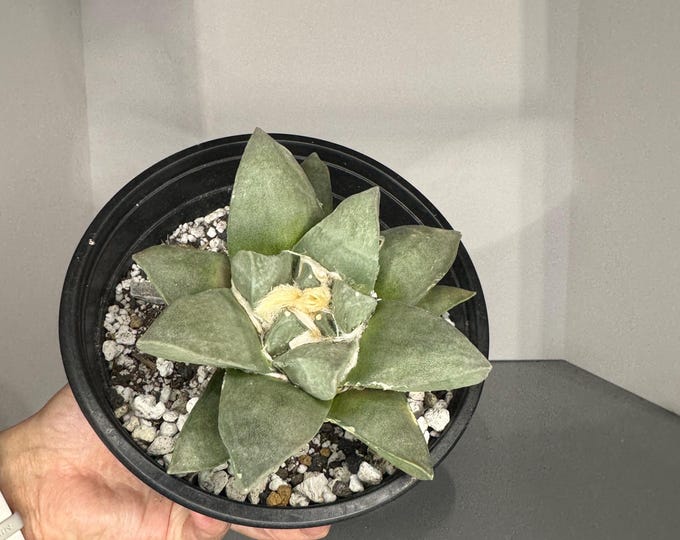 Ario retusus cv. Frumdosus - Exact Cactus Seed Grown - Specimen Size - Exact Plant (0441)