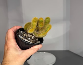 Monstrose Monkey Tail (on own roots) - Exact Plant in 3.5 inch pot (D0440)