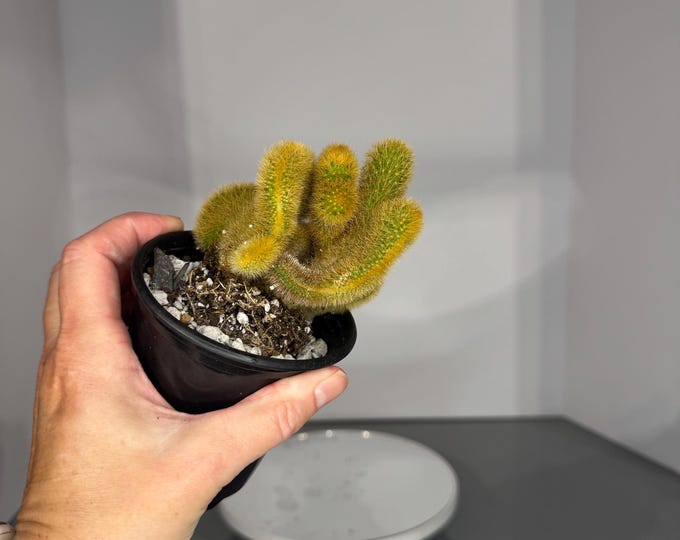 Monstrose Monkey Tail (on own roots) - Exact Plant in 3.5 inch pot (D0440)