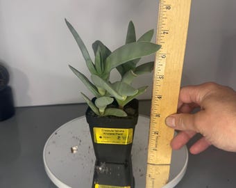 Crassula perfoliata var. falcata (Propeller Plant)