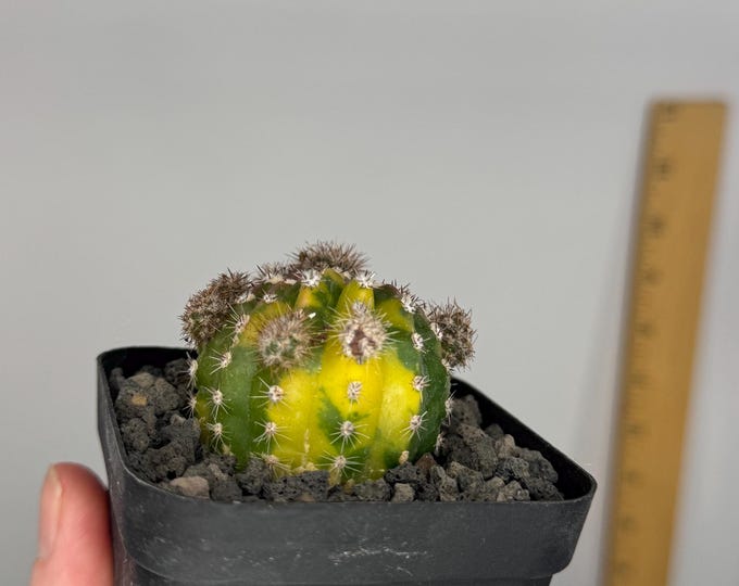 Rare Echinopsis variegata - Exact Plant in 3.5 inch pot (D0282)