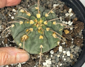 Gymnocalycium vatteri - Exact Plant (0353)