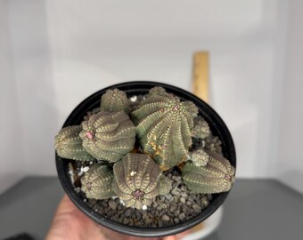 Obesa Hybird Cluster (red) - Exact Plant (0339)