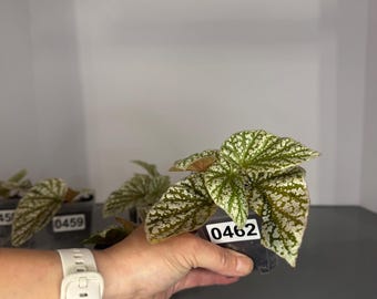 Ultra Rare Pink Variegated Snow-Capped Begonia - Exact Plant/s
