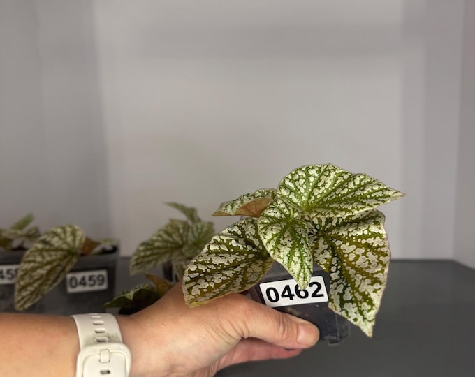 Ultra Rare Pink Variegated Snow-Capped Begonia - Exact Plant/s