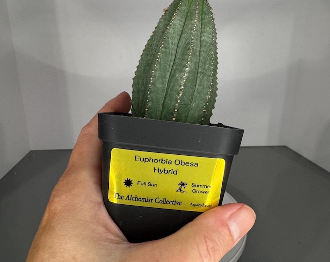 Euphorbia Obesa Hybrid Cactus - Exact Plant (0384)